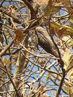 Image of Forest Owlet