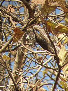 Image of Forest Owlet