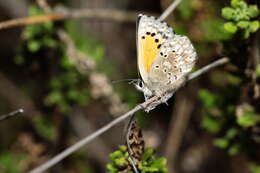 Слика од Pseudolucia chilensis (Blanchard 1852)