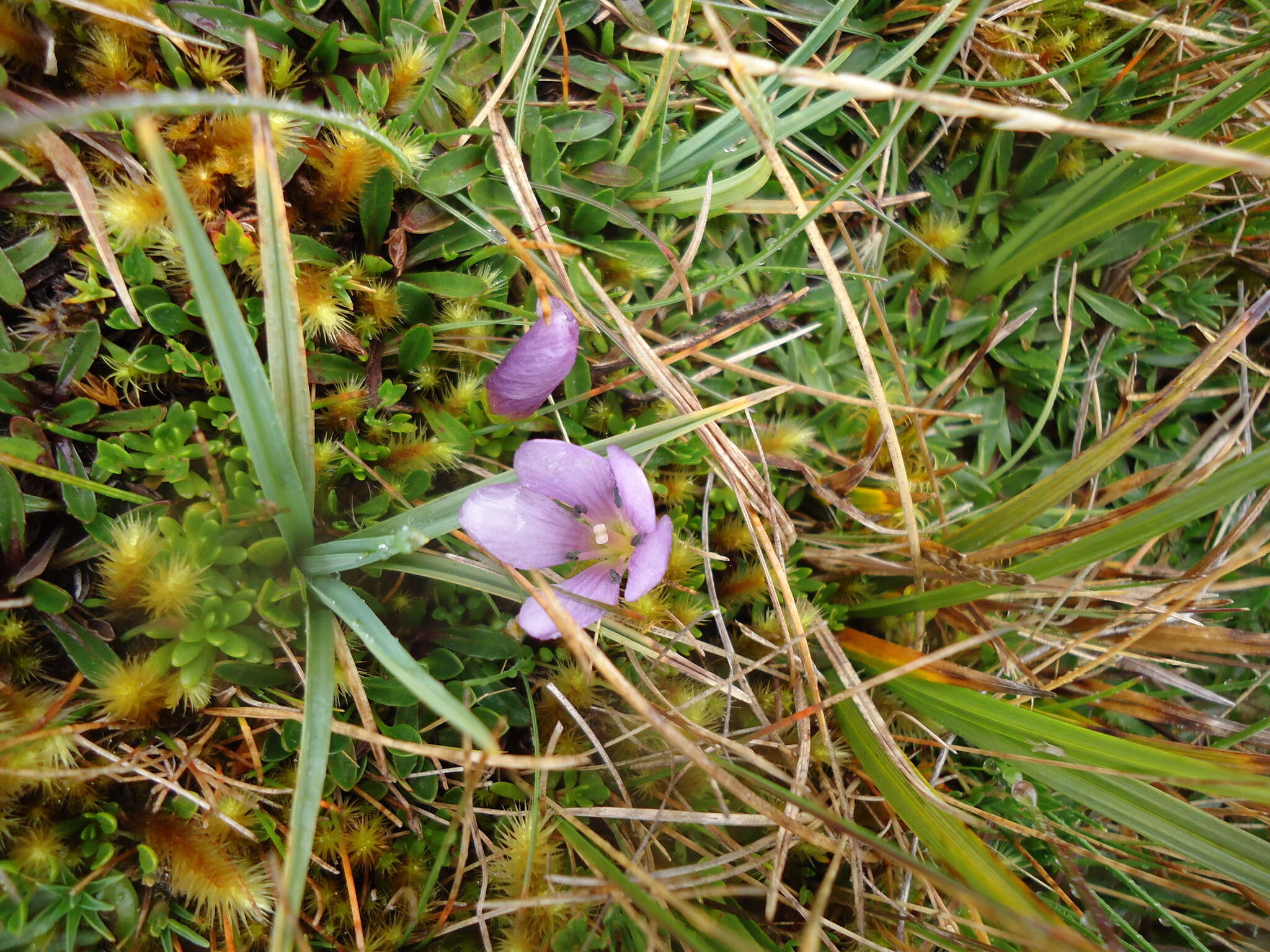 Image of Gentianella cerastioides (Kunth) Fabris