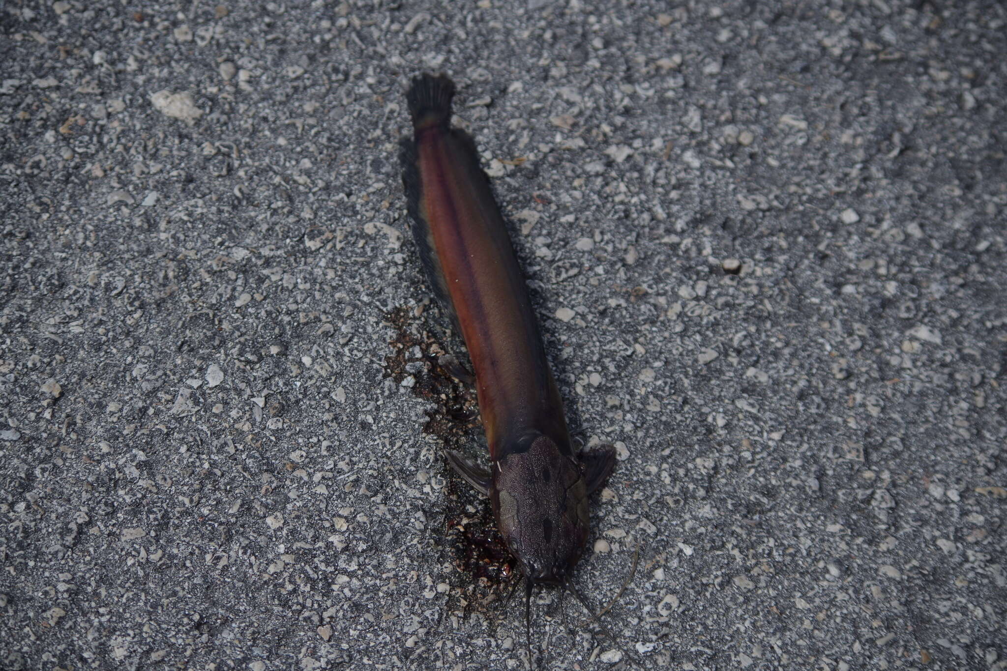 Image of Walking catfish