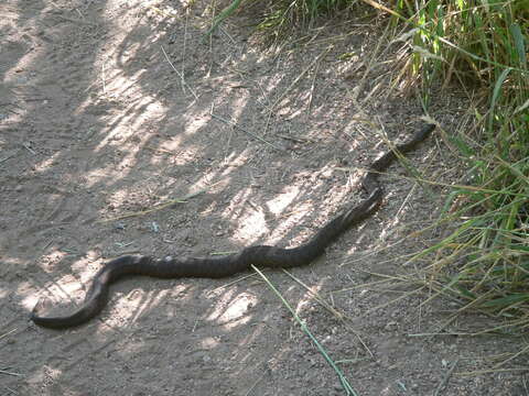 Image of Narrowhead Garter Snake