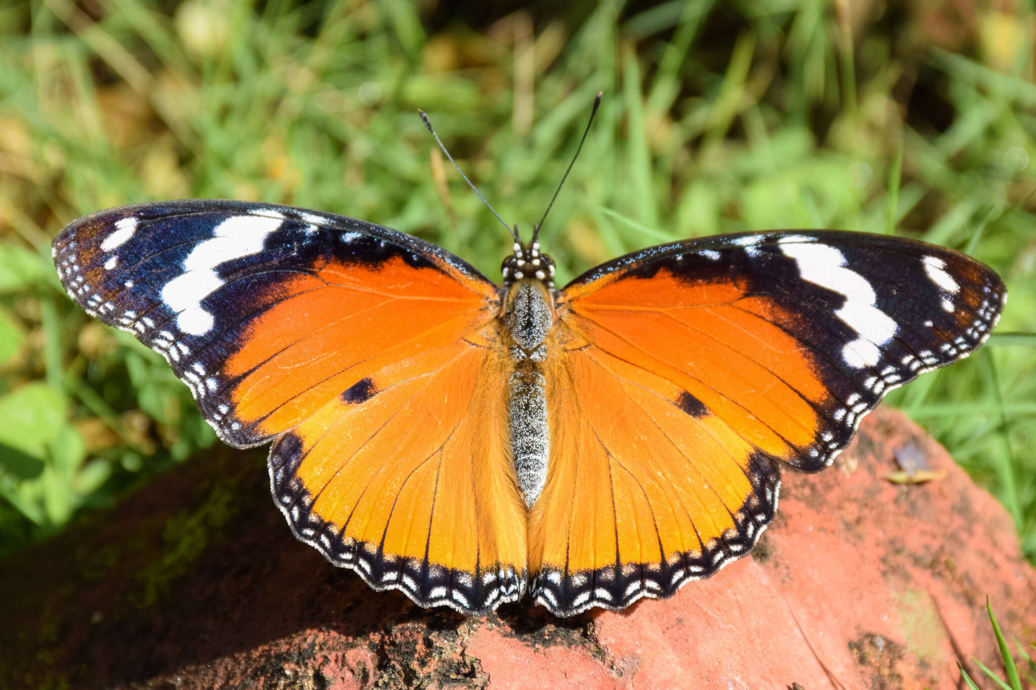 Image of False Plain Tiger