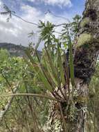 Image of Epidendrum moritzii Rchb. fil.
