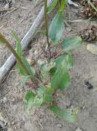 Image of paleyellow ragwort