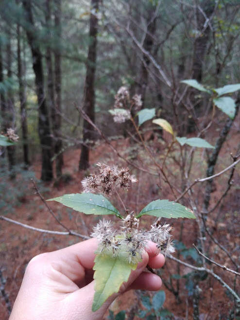 Image of Ageratina ligustrina (DC.) R. King & H. Rob.