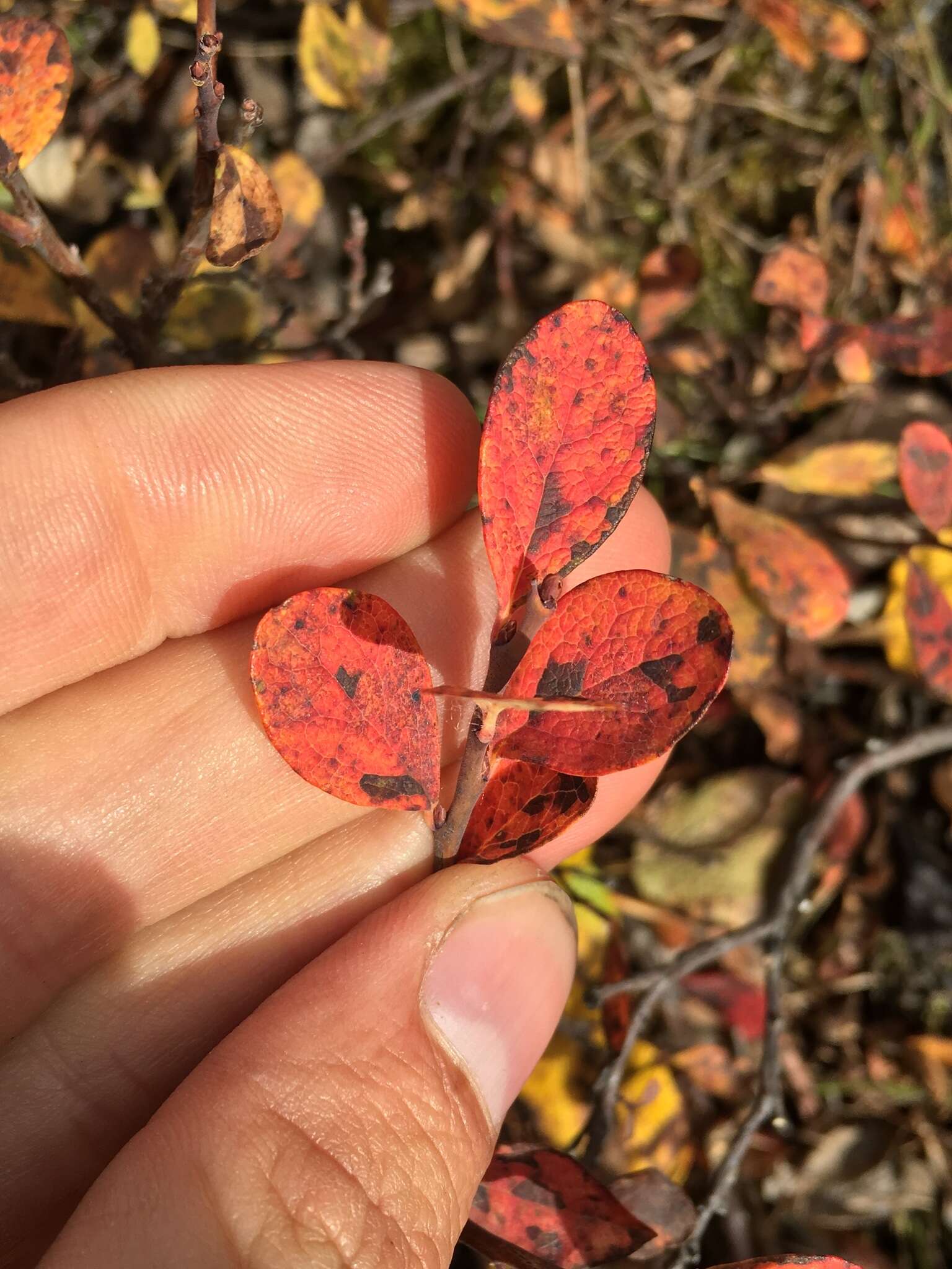 Image of alpine bilberry