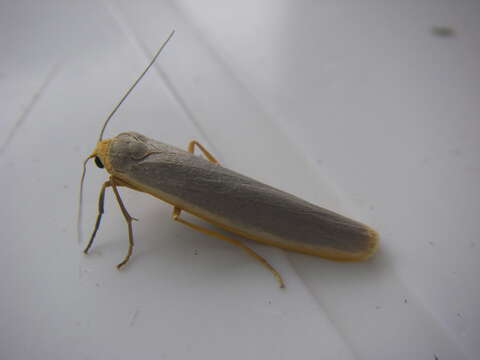 Image of scarce footman