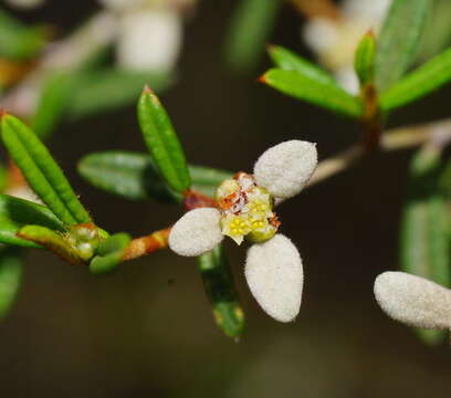 Image of Spyridium vexilliferum var. vexilliferum