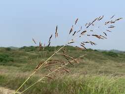 Sivun Sorghum nitidum (Vahl) Pers. kuva