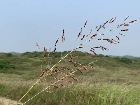 Image of Sorghum nitidum (Vahl) Pers.