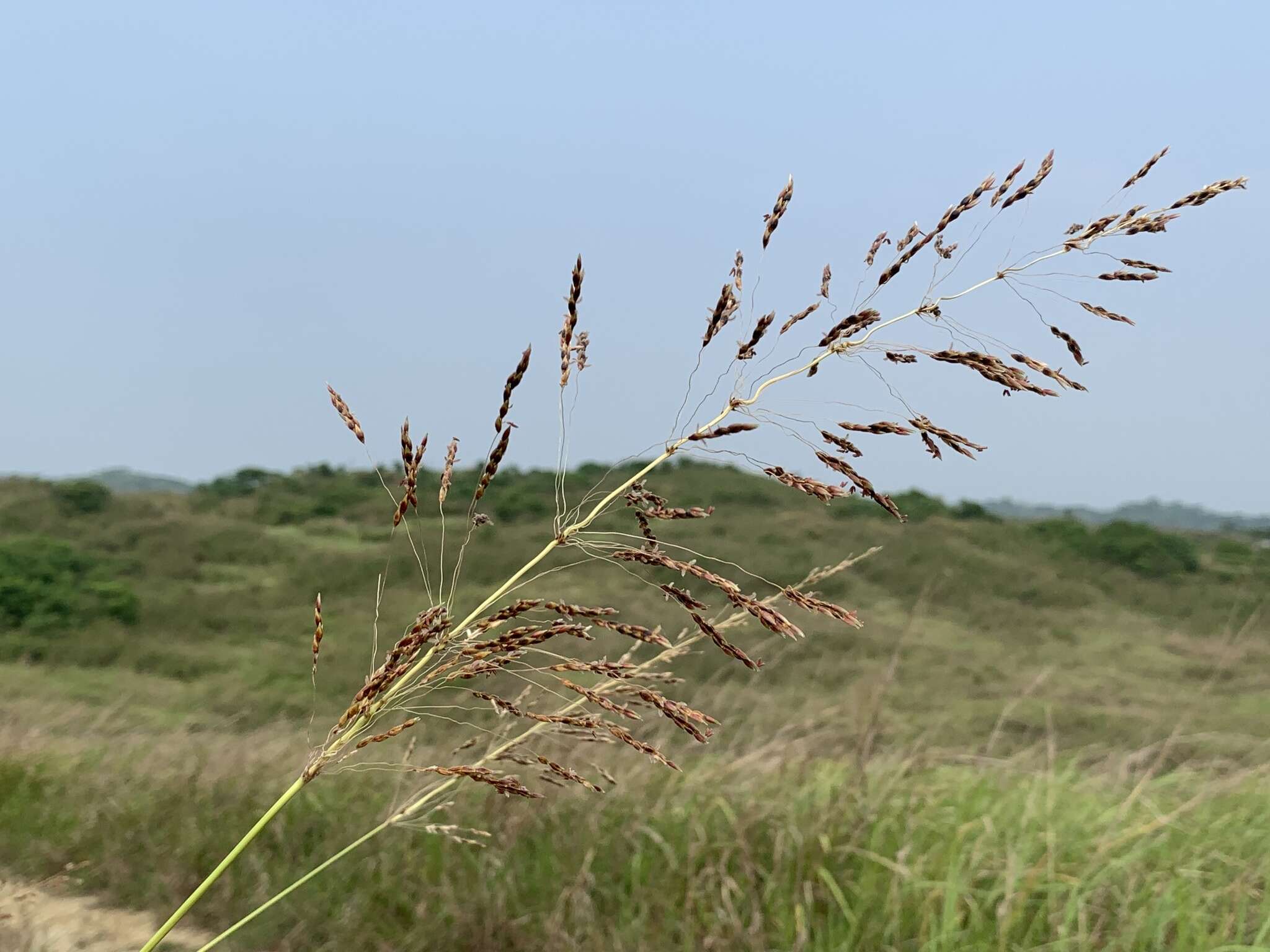 Sivun Sorghum nitidum (Vahl) Pers. kuva