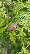 Image of Common cockchafer