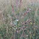 Image of Agrostis lazica Balansa