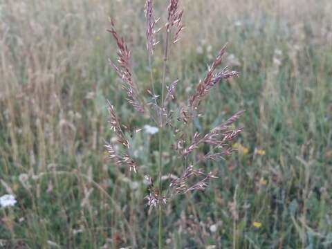 Image of Agrostis lazica Balansa