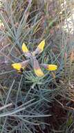 Image of Lebeckia plukenetiana E. Mey.