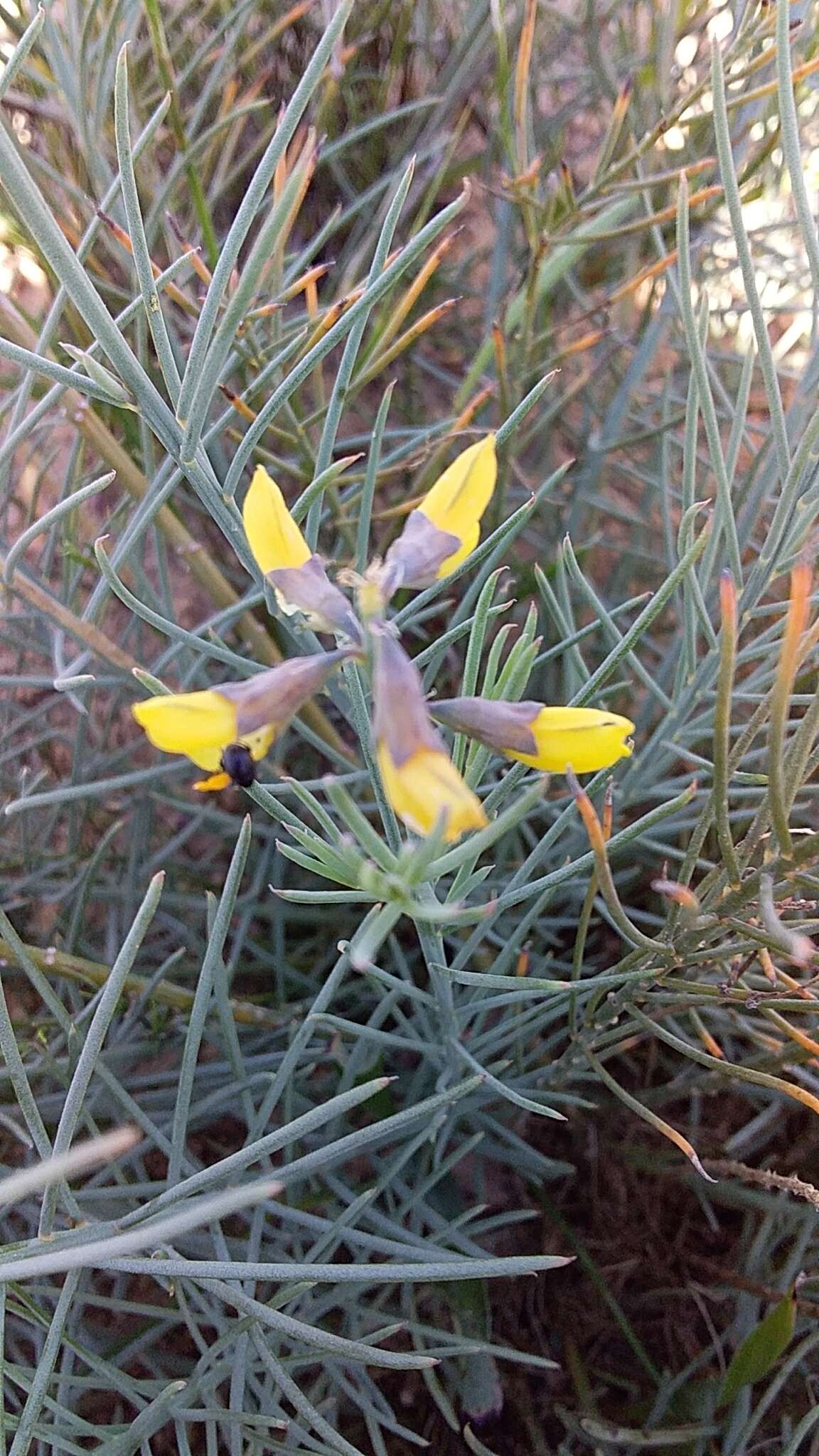 Image of Lebeckia plukenetiana E. Mey.