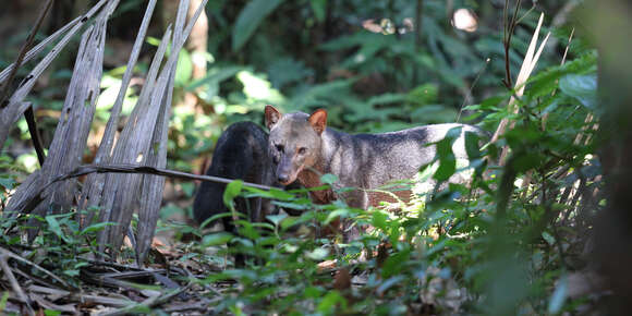 Image of Short-eared Dogs