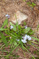 Image of Alpine forget-me-not