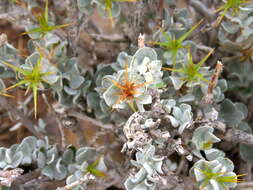 Image of Macledium spinosum (L.) S. Ortiz