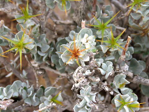 Image of Macledium spinosum (L.) S. Ortiz