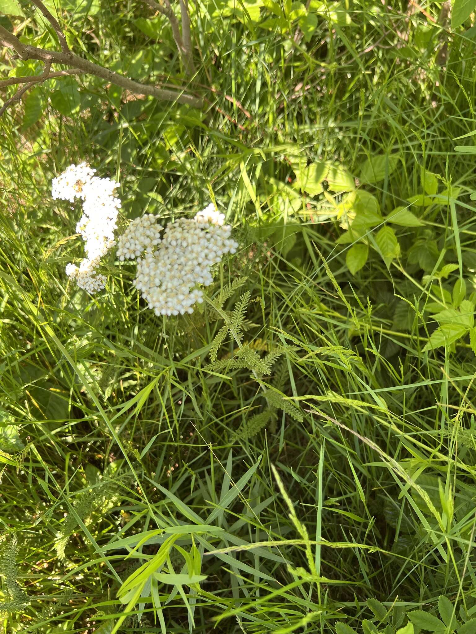 Image of western yarrow