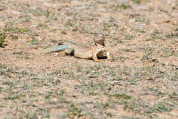 Image of Hardwick's spiny-tailed lizard