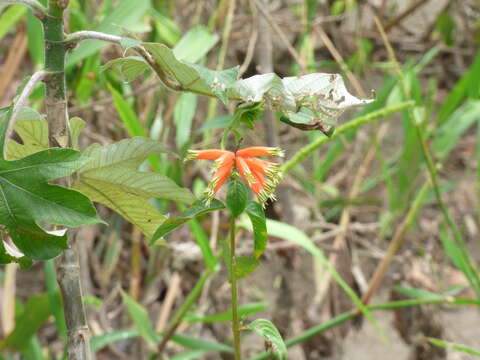 Image of Cuphea melvilla Lindl.