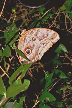 Imagem de Caligo illioneus pampeiro Fruhstorfer 1904