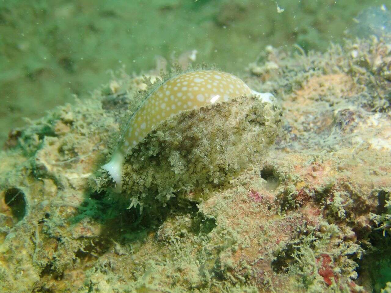 Image of Fuzzy cowrie shell