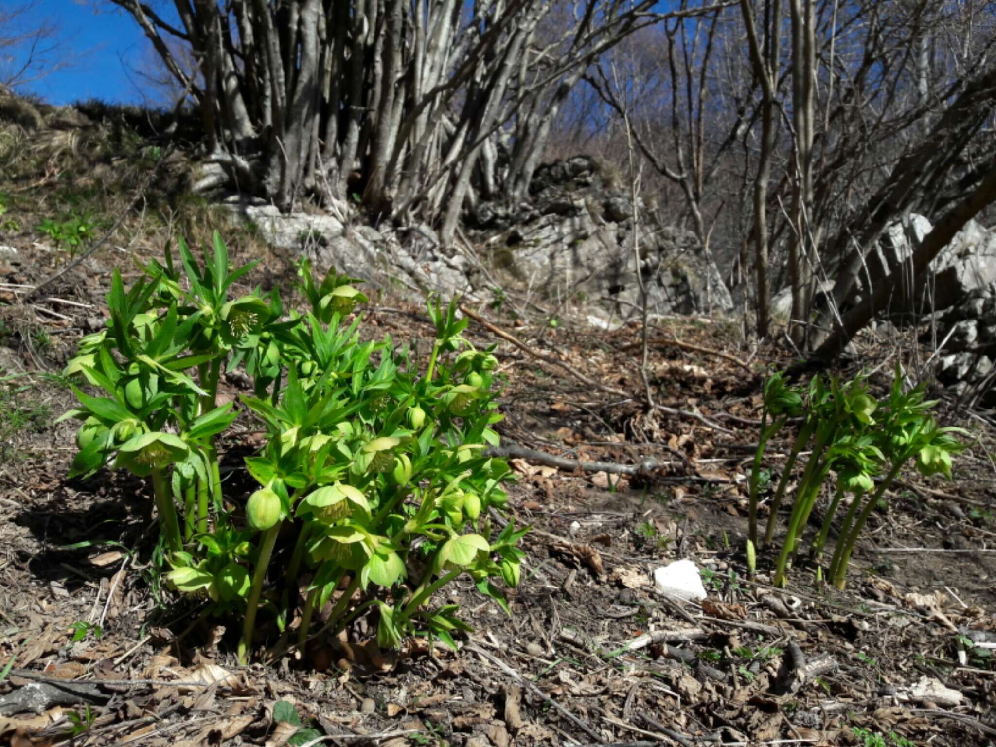 Image of Green Hellebore