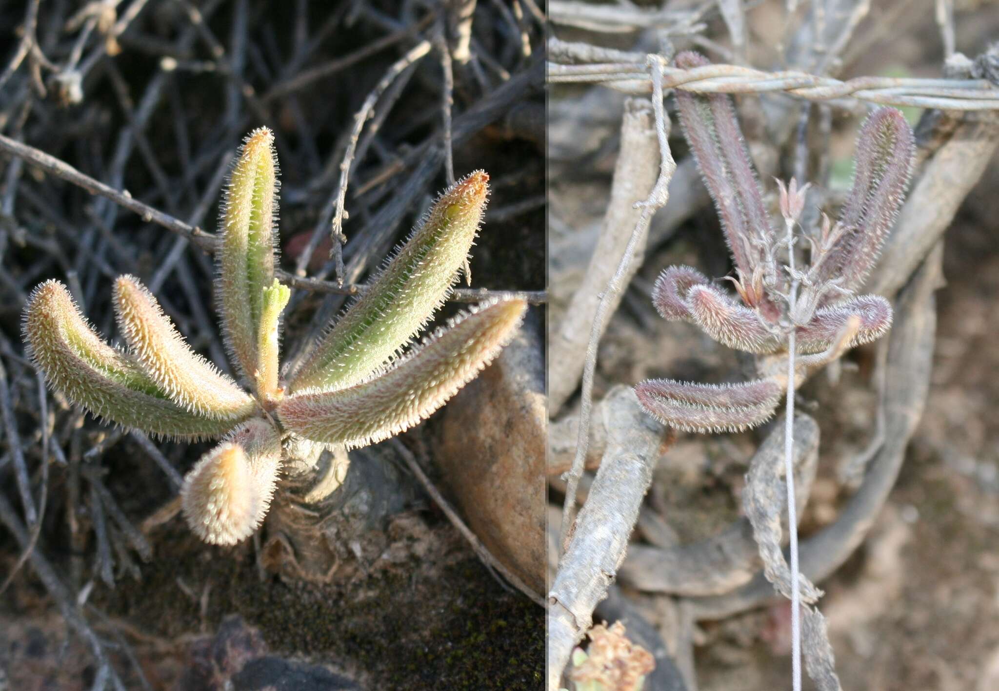 Imagem de Tylecodon leucothrix (C. A. Smith) H. Tölken