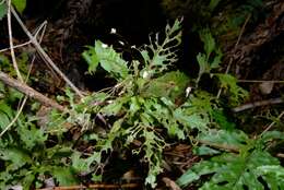 Imagem de Senecio solandri var. rufiglandulosus (Col.) Allan