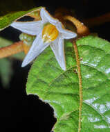 Image of Lycianthes ocellata (J. D. Sm.) Morton & Standl.