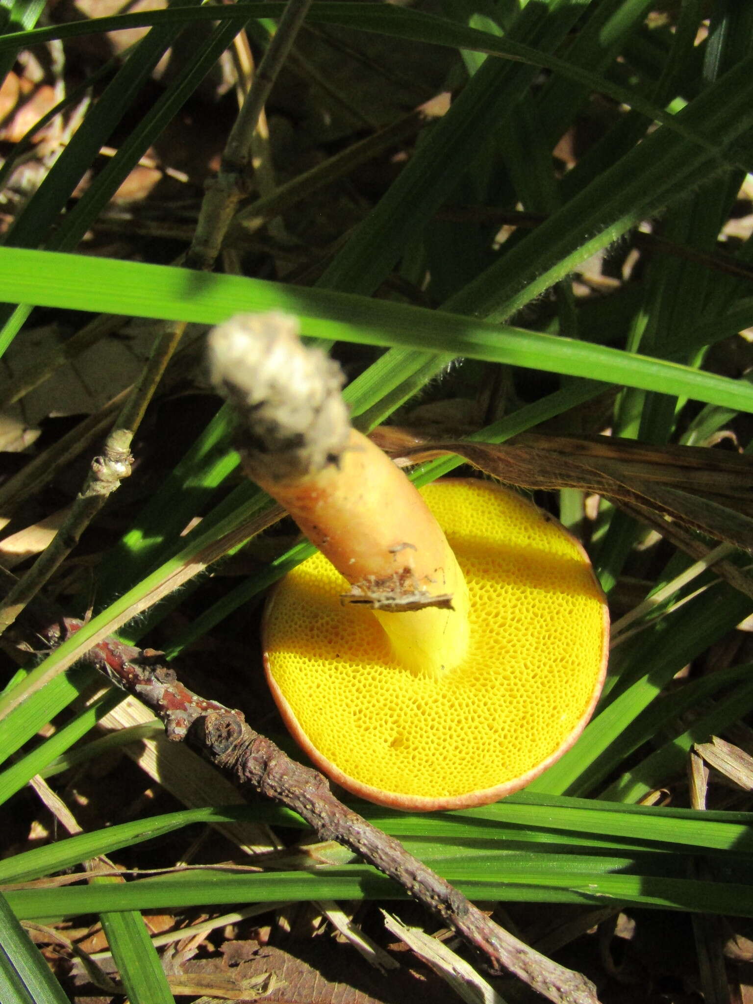 Image of Aureoboletus gentilis (Quél.) Pouzar 1957