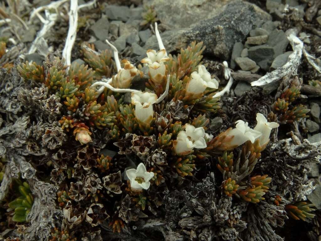 Image of Dracophyllum prostratum T. Kirk