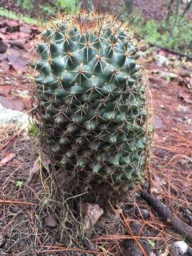 Image of Coryphantha clavata (Scheidw.) Backeb.