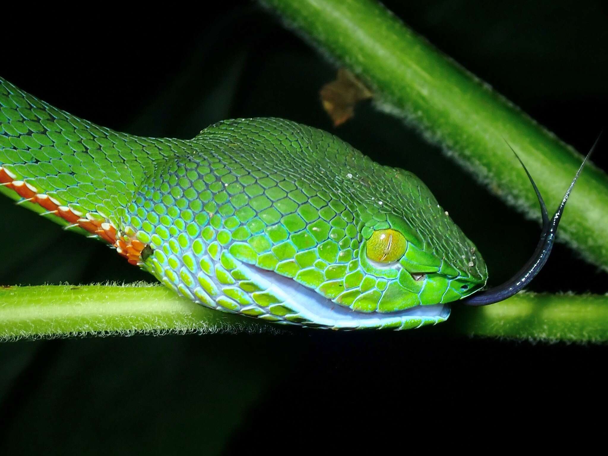 Sivun <i>Trimeresurus sabahi fucatus</i> kuva