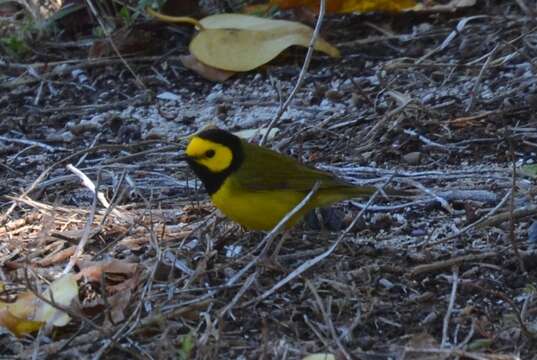 Image of Hooded Warbler