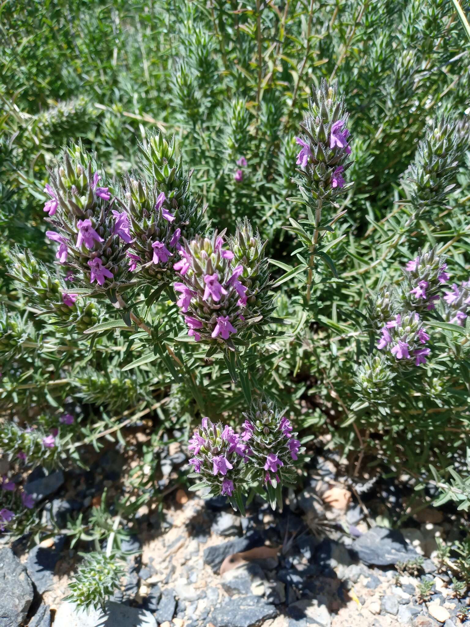 Image of Thymbra spicata L.