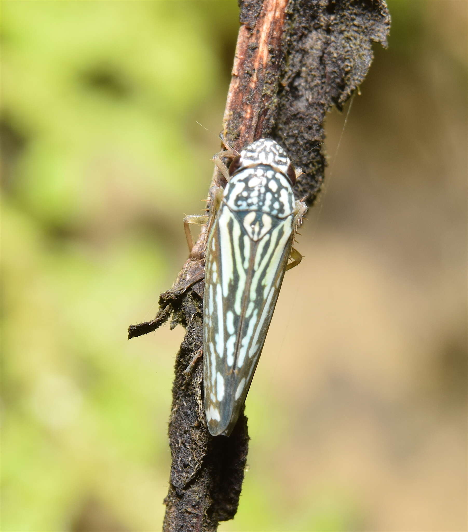 Image of Graphocephala edwardsii (Signoret 1855)