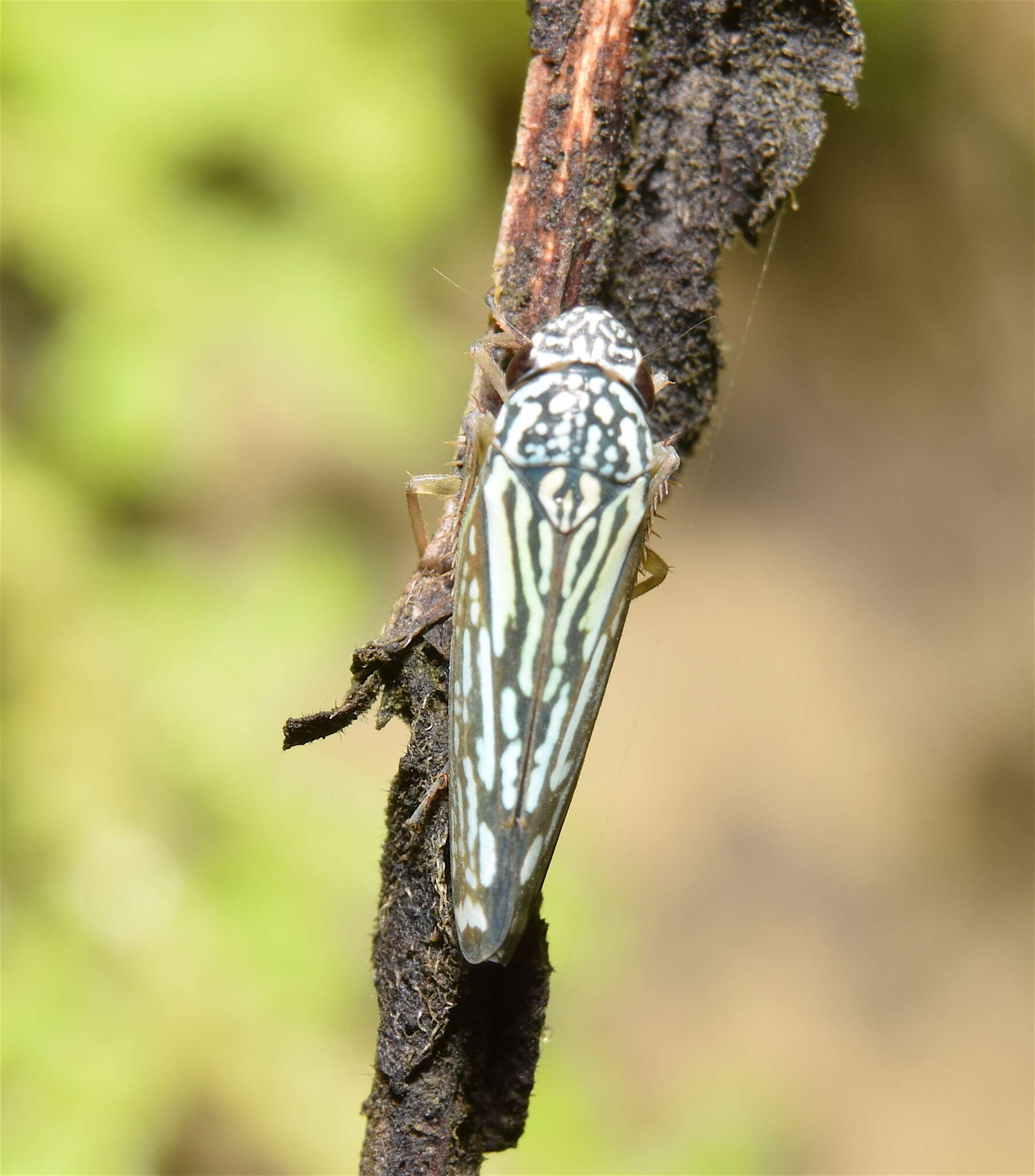 Graphocephala edwardsii (Signoret 1855)的圖片