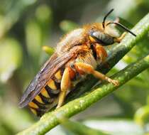 Rhodanthidium septemdentatum (Latreille 1809) resmi