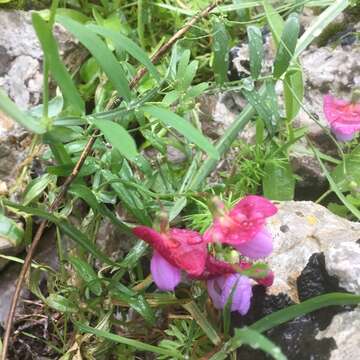 Imagem de Lathyrus clymenum L.