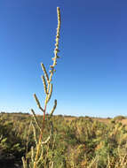 Image de Bassia hyssopifolia (Pall.) O. Kuntze