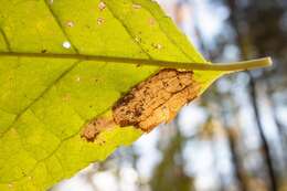 Sivun Stigmella slingerlandella (Kearfott 1908) Wilkinson et al. 1979 kuva