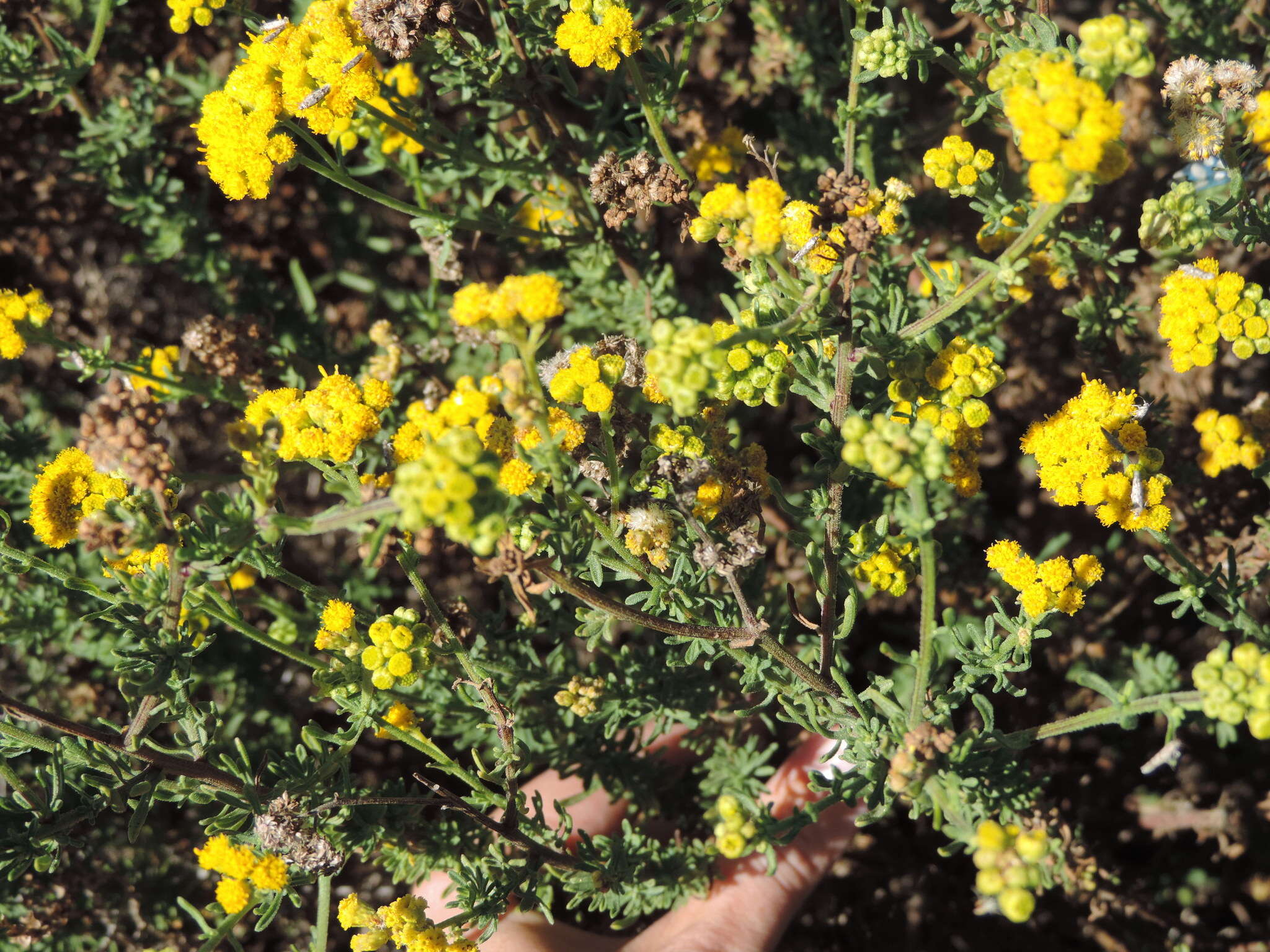 Image of Nidorella foetida (L.) DC.