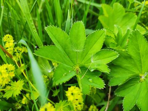 Image of Alchemilla baltica Sam. ex Juz.