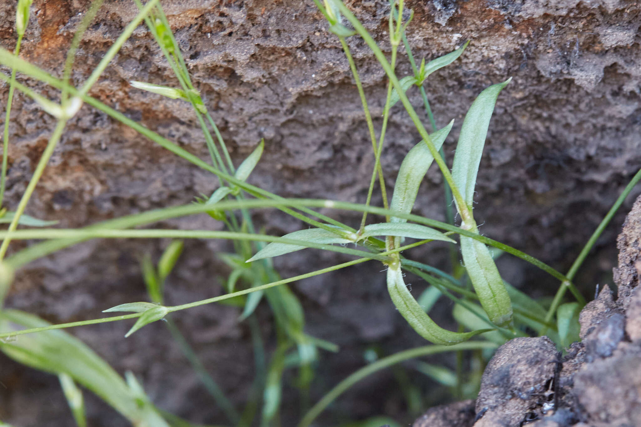 Image of shiny chickweed