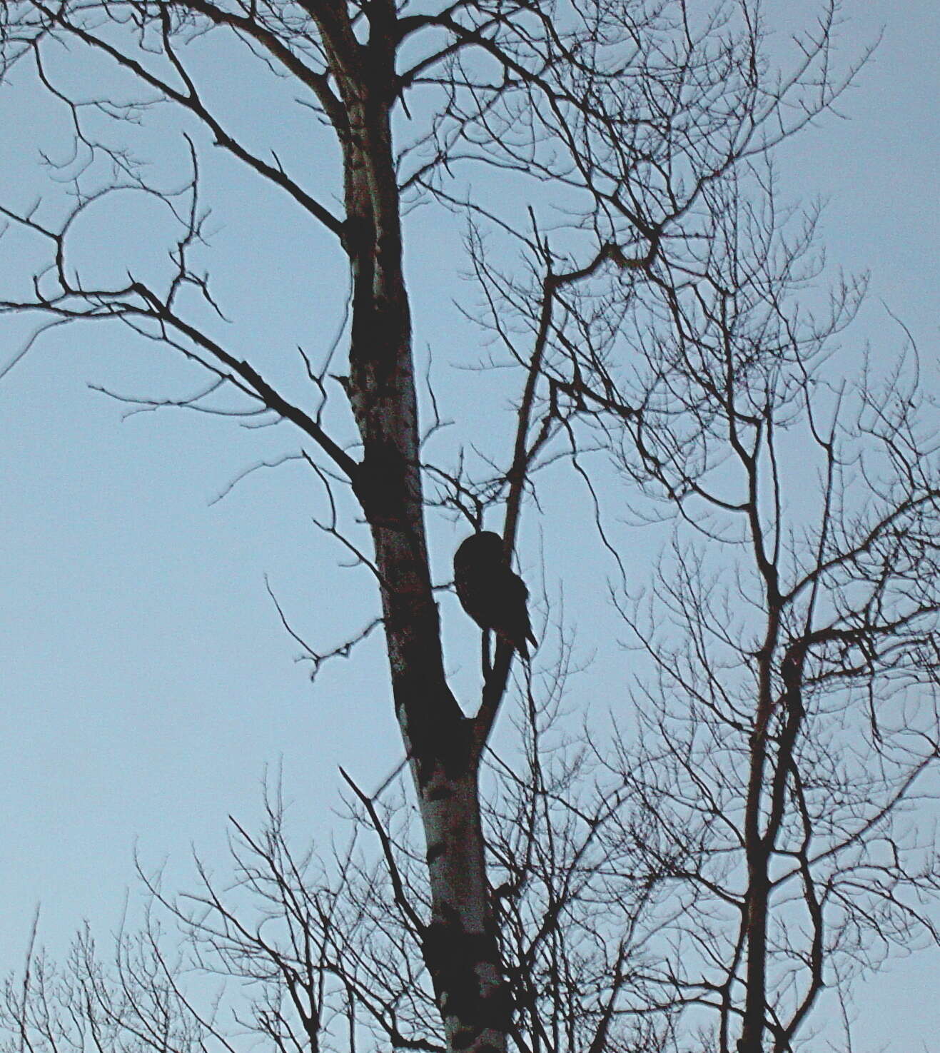 Image of Great Gray Owl